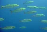 Ictus e pesce azzurro Ictus e pesce azzurro