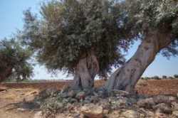 Dieta mediterranea