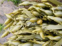 Flora batterica