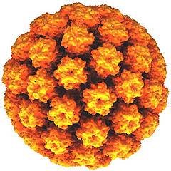 papilloma virus hpv