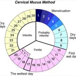 Periodo Fertile Calcolo Ovulazione